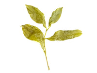 Qing Xin Dong Ding Oolong – leicht geröstet - Evergreen Teashop