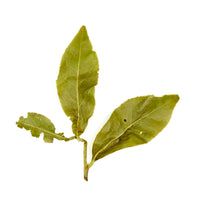 Shanlinxi High Mountain Oolong Tee aus dem Long Feng Xia Canyon - Evergreen Teashop
