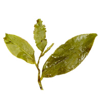 Xiding Alishan Oolong Tee aus Taiwan - Evergreen Teashop