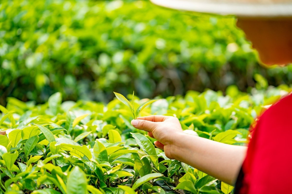 An overview of the most well-known TRES tea cultivars from Taiwan