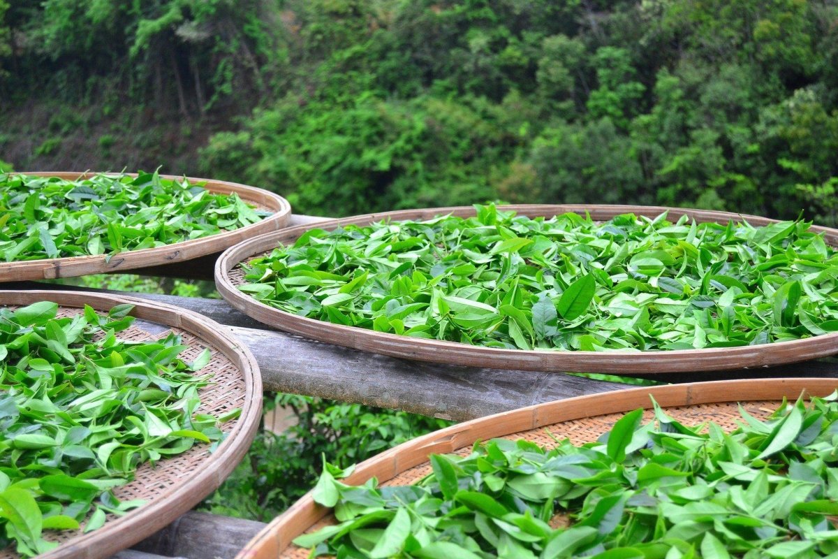 How many tea harvest times are there per year in Taiwan and what influence do they have in terms of quality or taste of the tea varieties?