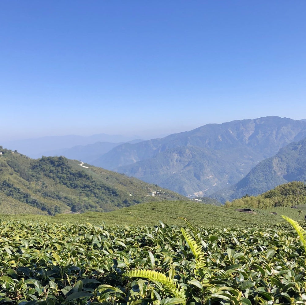 Grüner Tee | Evergreen Teashop