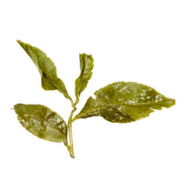 DaYuLing Oolong 100K - König der Oolong Tees - Evergreen Teashop