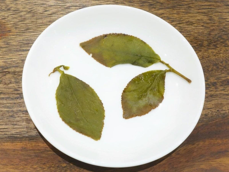 Four Seasons Oolong Tee - Si Ji Chun Cultivar - Evergreen Teashop
