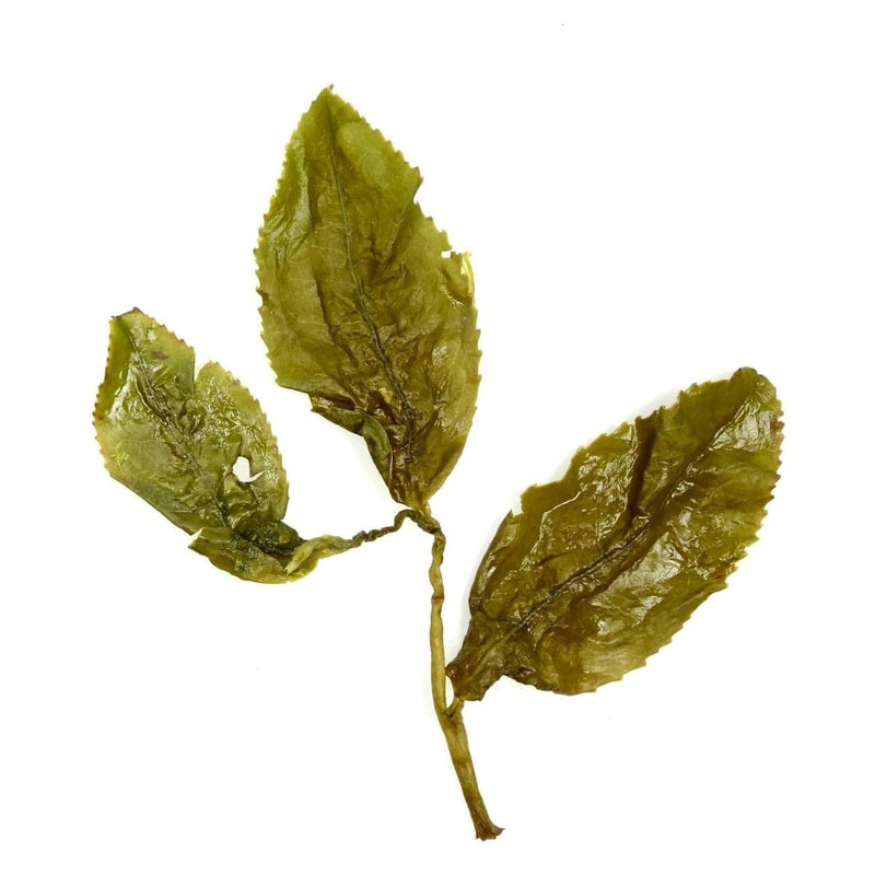 Handgepflückte Jin Xuan Milky Oolong Teeblätter aus dem taiwanesischen Hochgebirge
